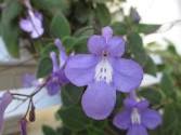 Streptocarpus (fokföldikankalin)