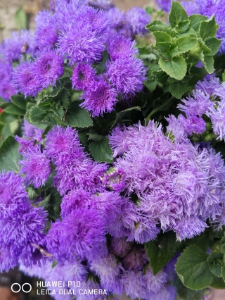 Ageratum h. Blue (kék bojtocska)